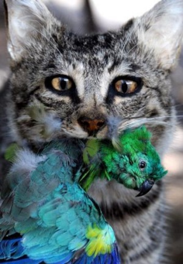 Feral cats in Australia have contributed to the decline in certain bird, mammalian and reptile species.